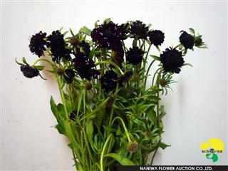 Scabiosa japonica Ace Of Spade.jpg